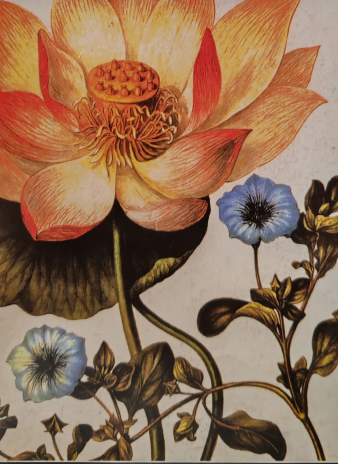 Illustrazione botanica di un fiore di loto e fiori azzurri